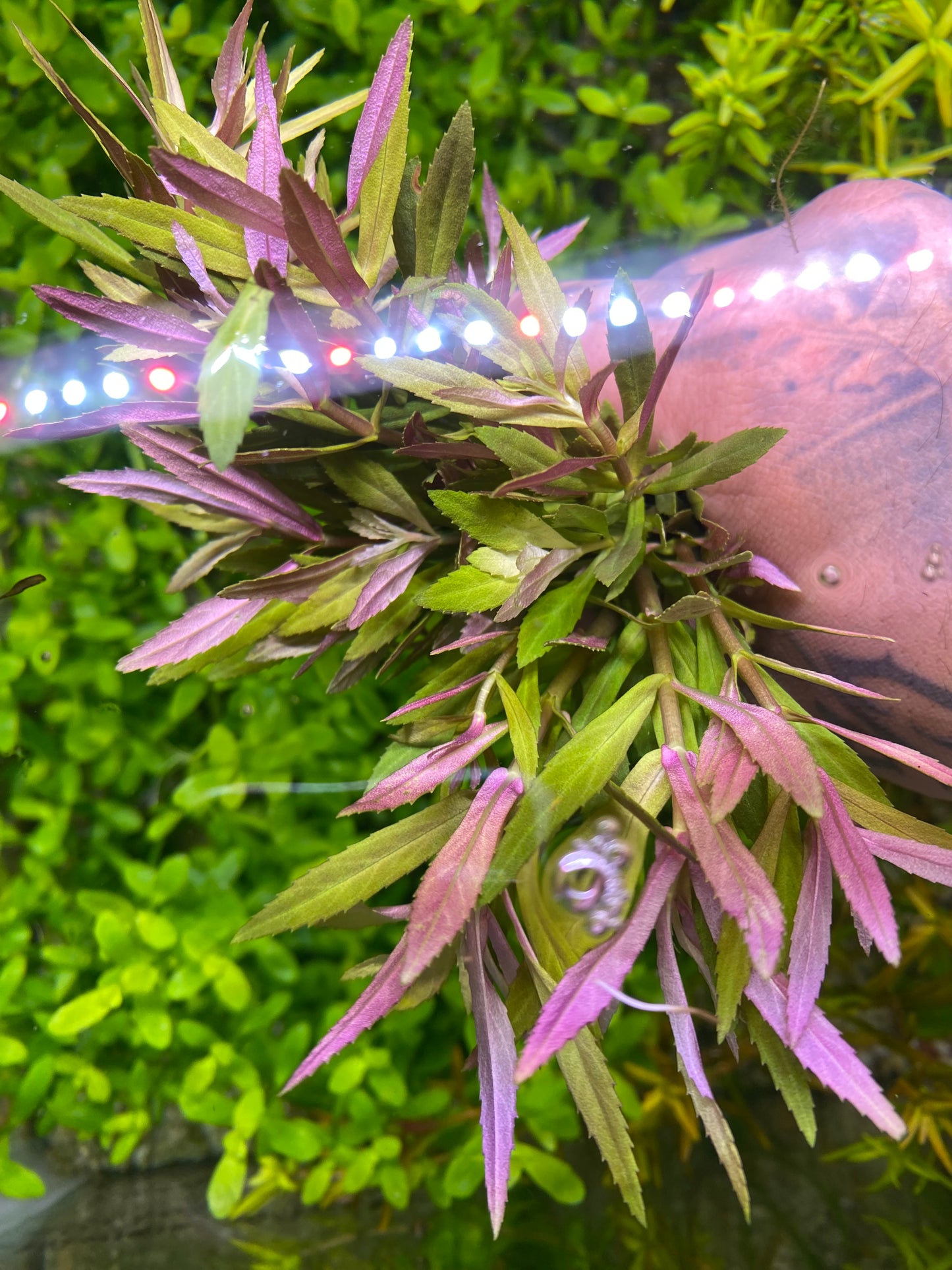 Limnophilia Aromatica