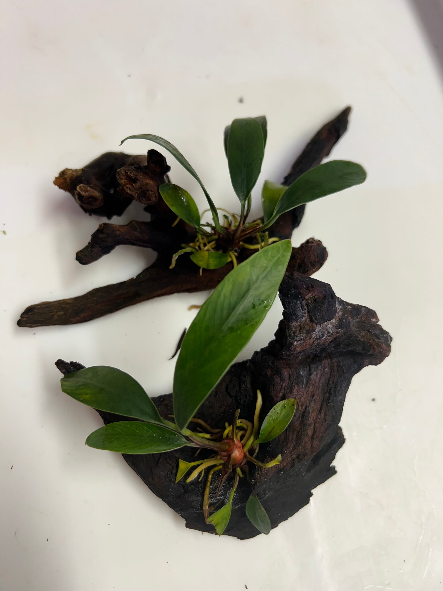 Anubias on driftwood