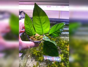 Anubias Barteri “Striped”