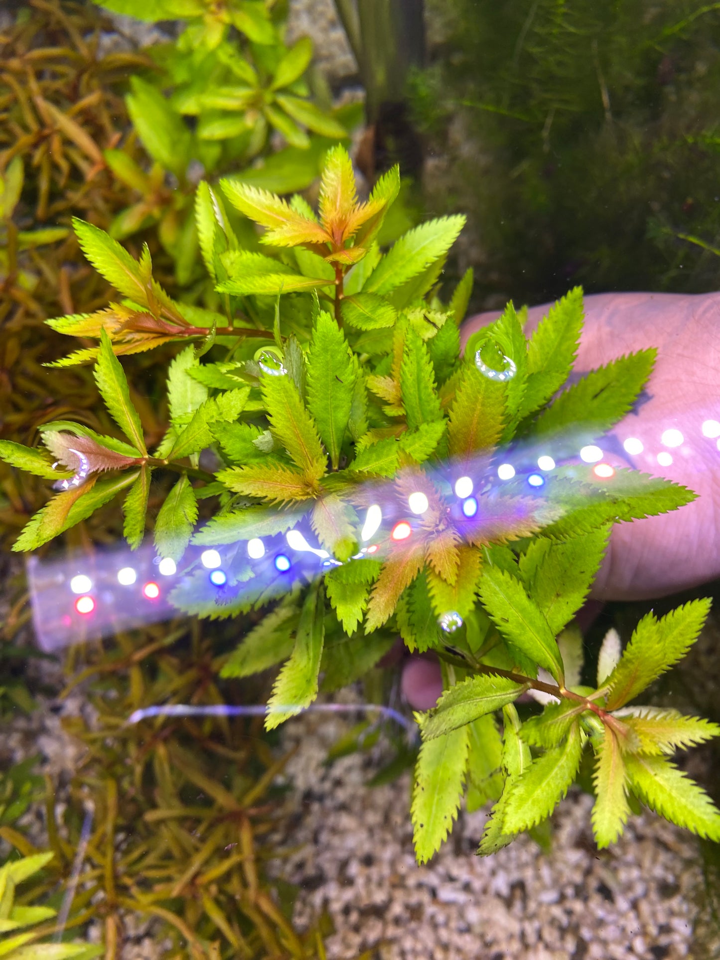 Mermaid Weed