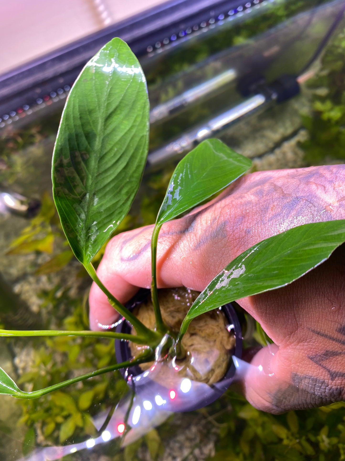 Anubias Congensis