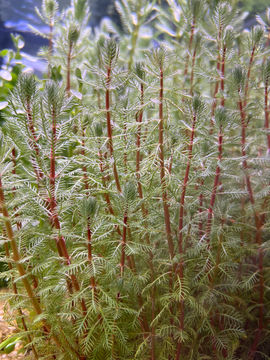 Red Stem Parrot Feather