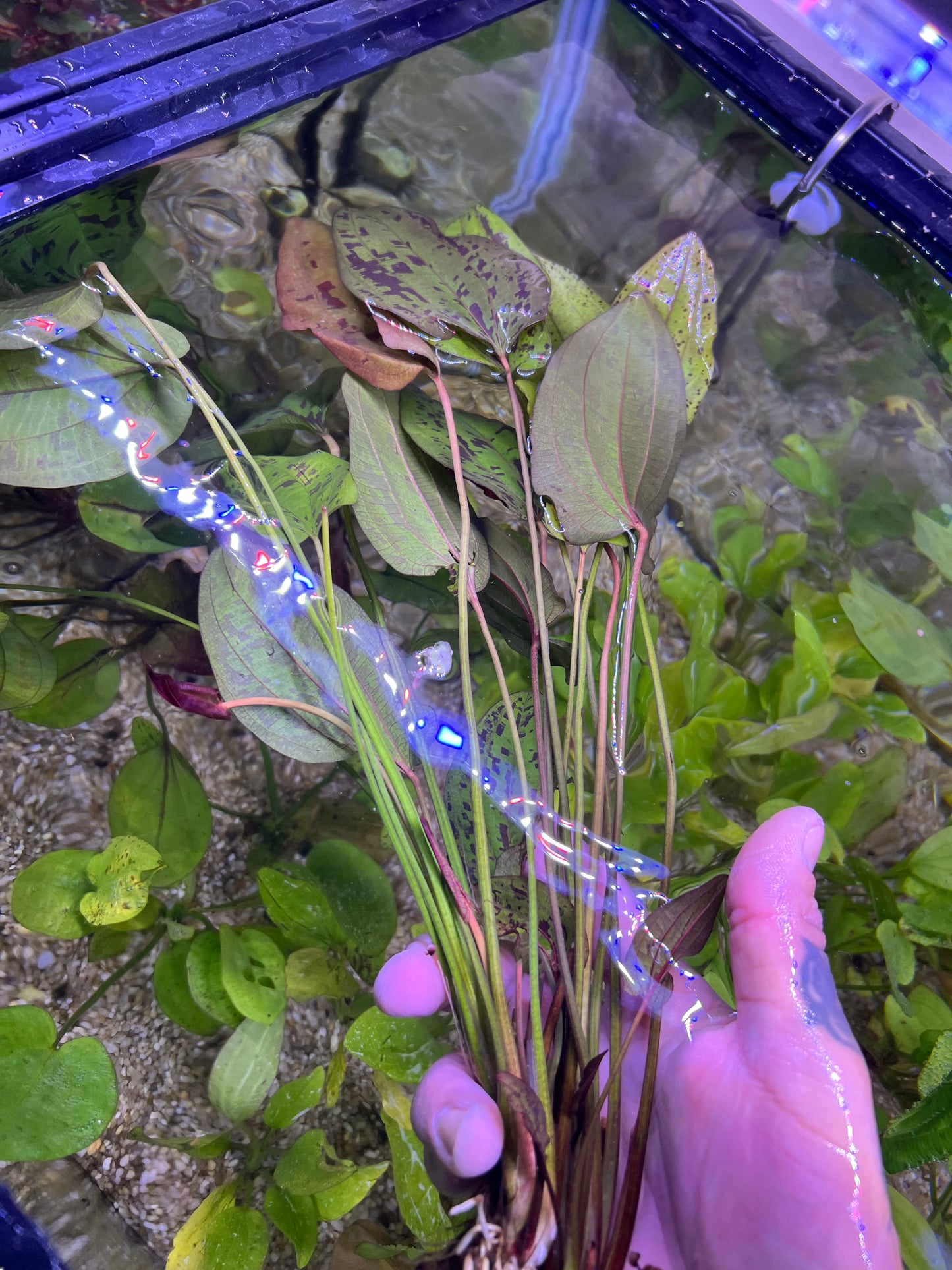 Echinodorus “Stardust”