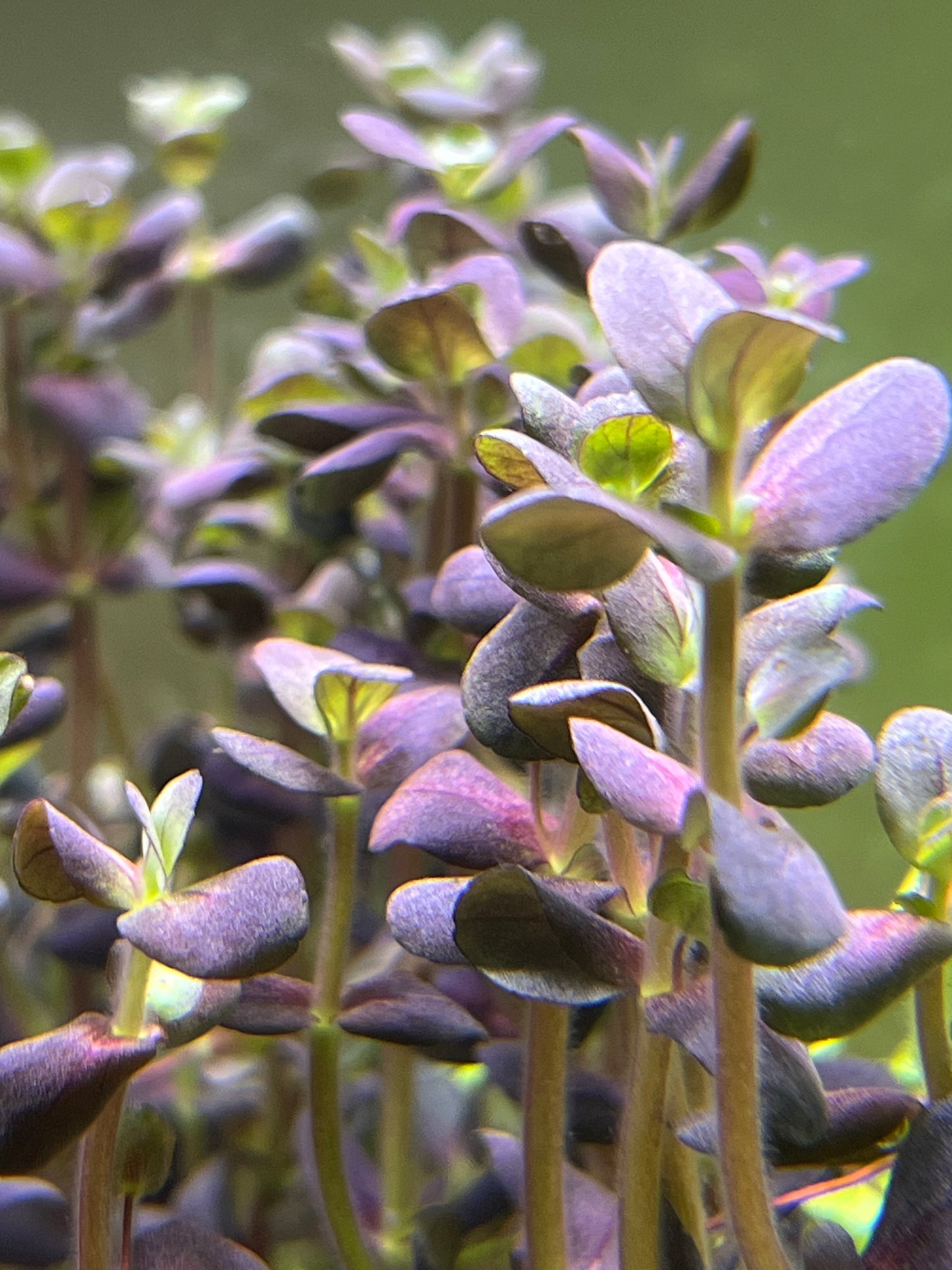 Bacopa Purple “Salzmannii