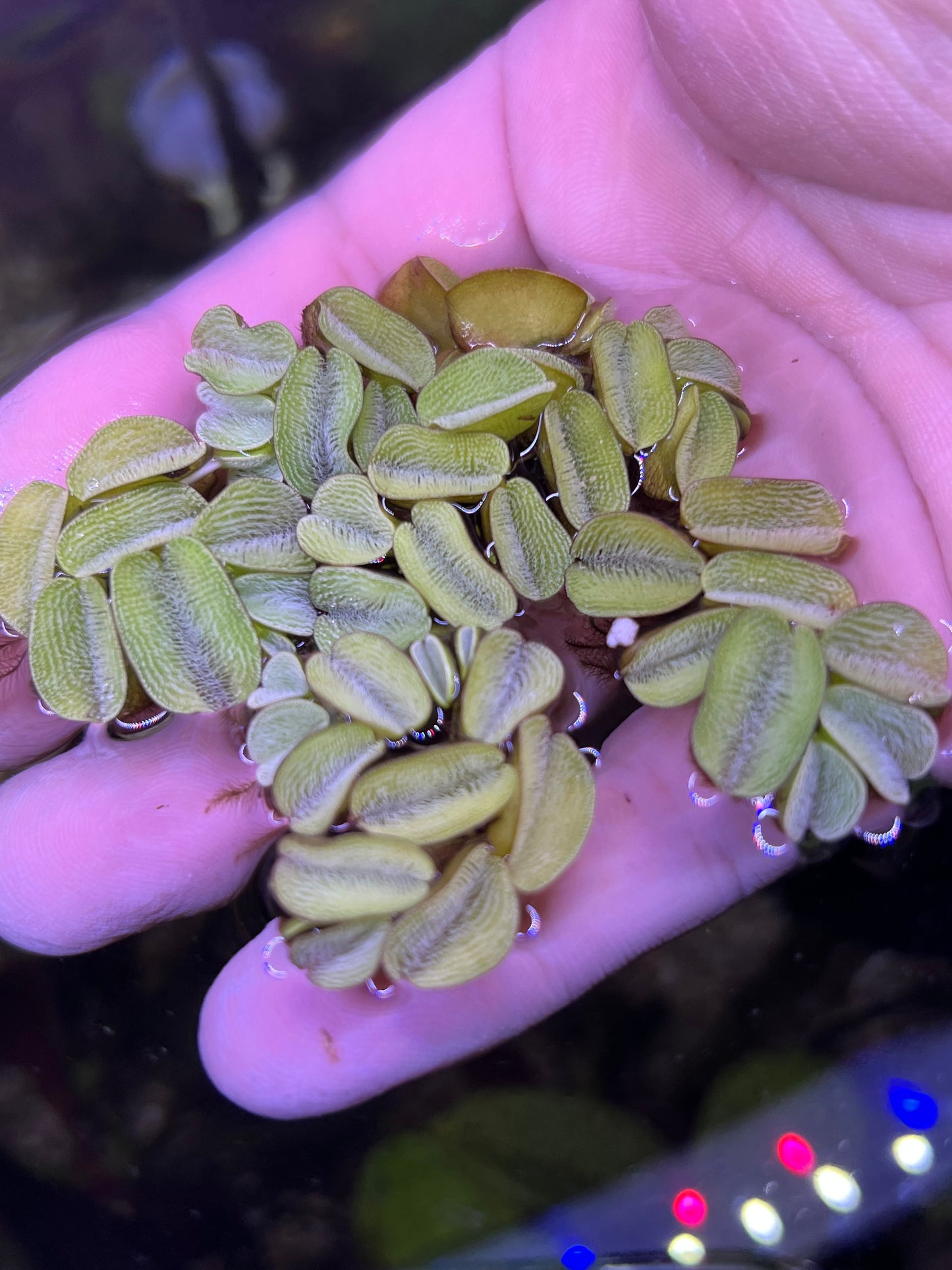 Salvinia Natans