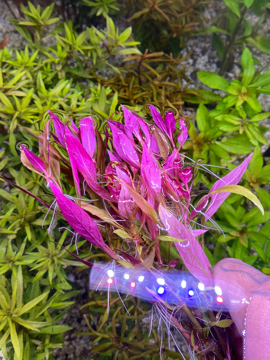 Alternanthera reineckii ‘Lilacina’
