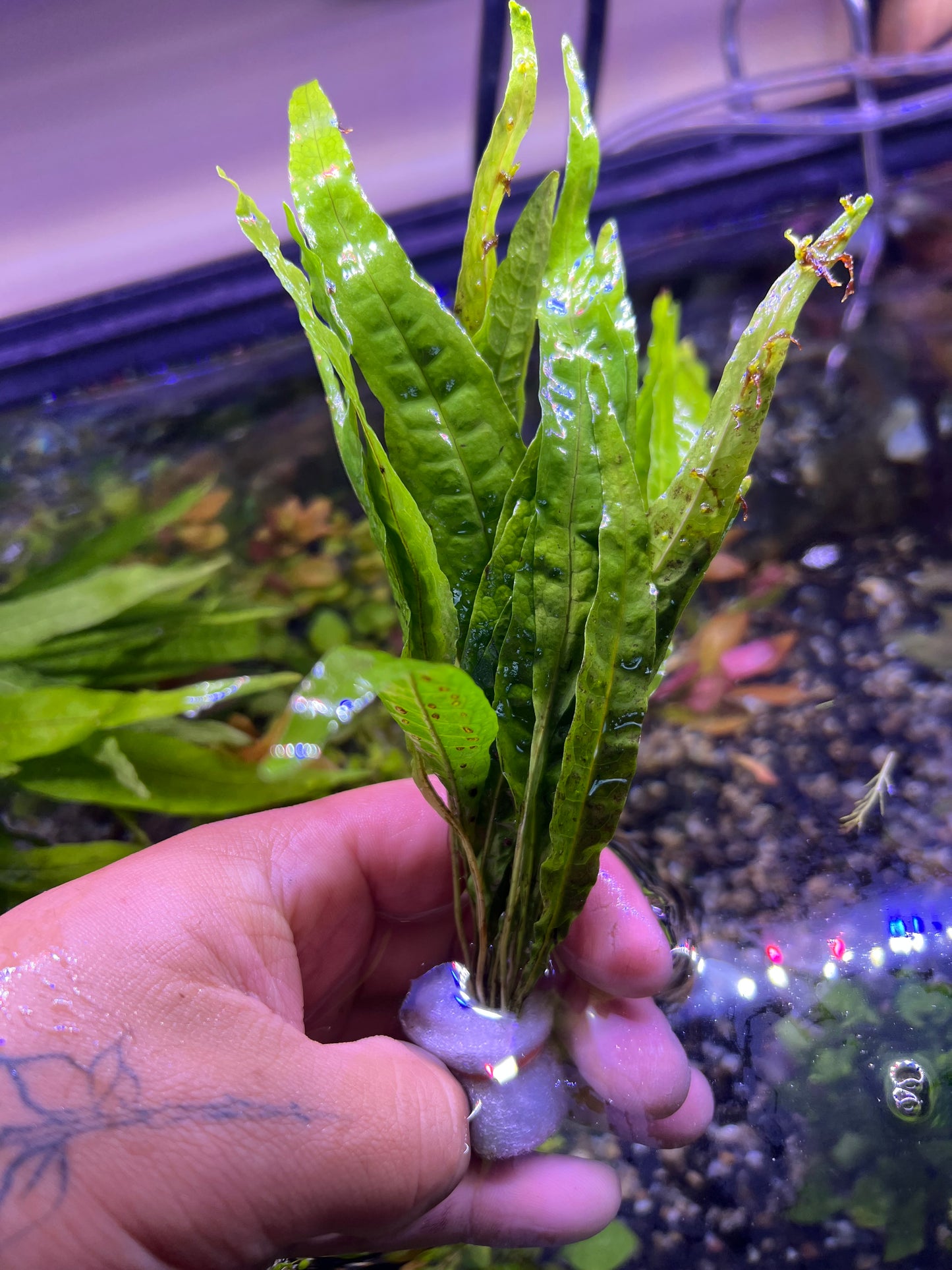 Java Fern