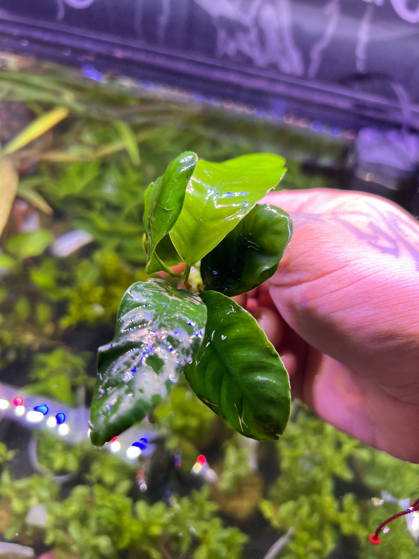 Anubias Coffeefolia