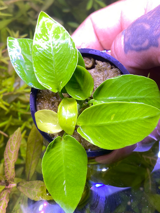 Anubias Gold Coin ‘Nana’