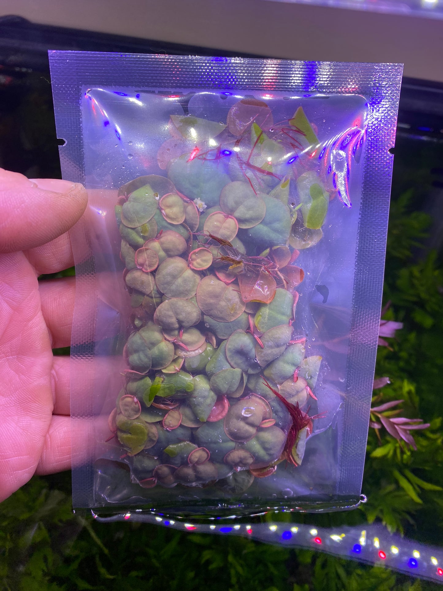 Red Root Floaters