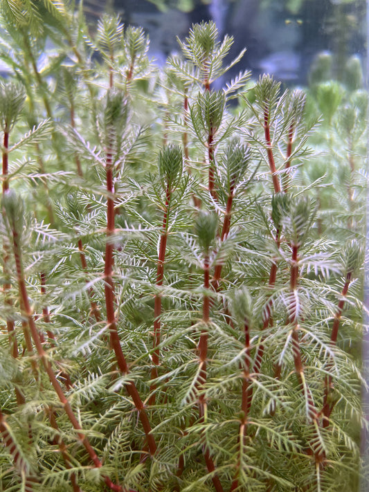 Red Stem Parrot Feather