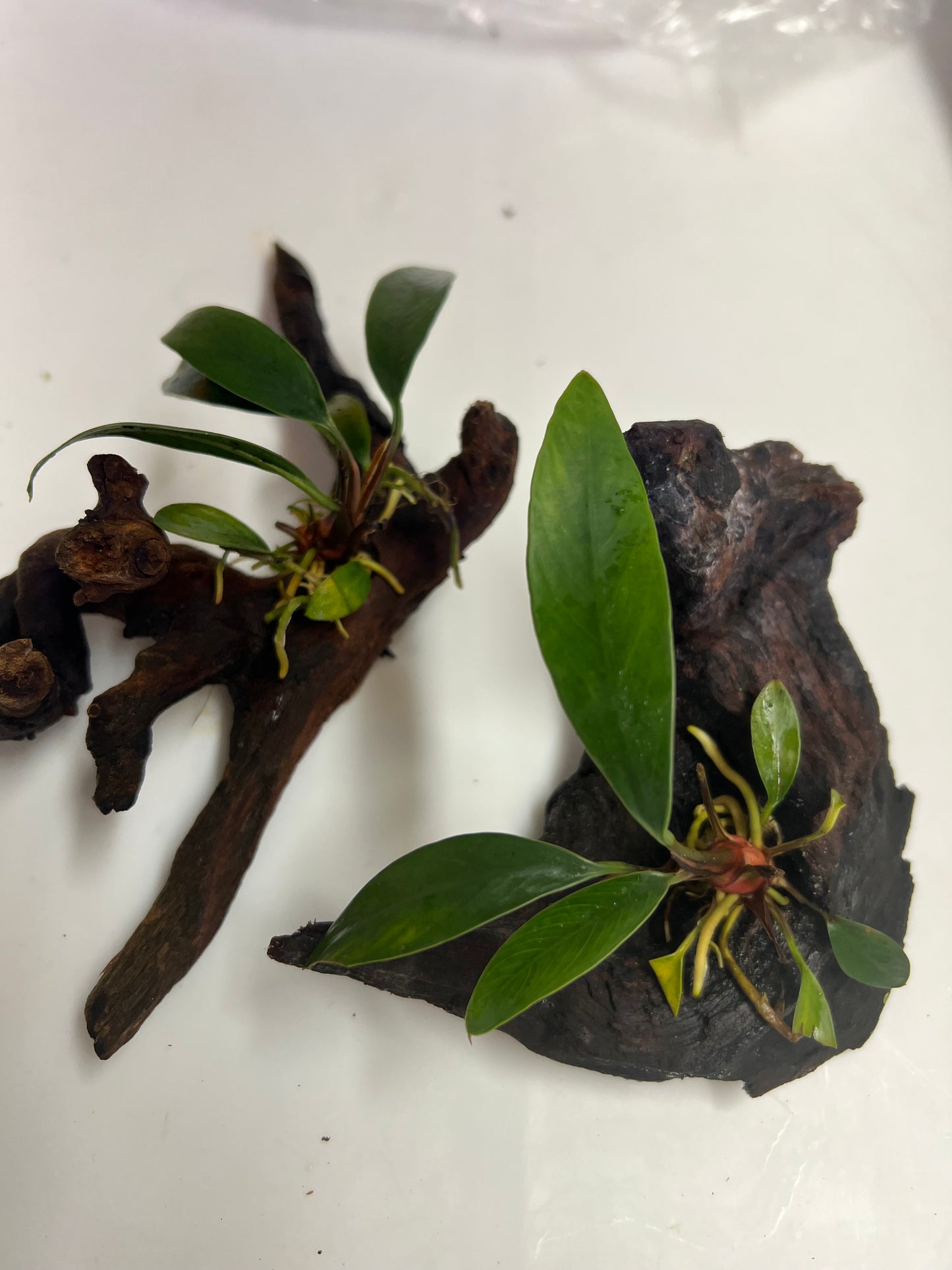 Anubias on driftwood