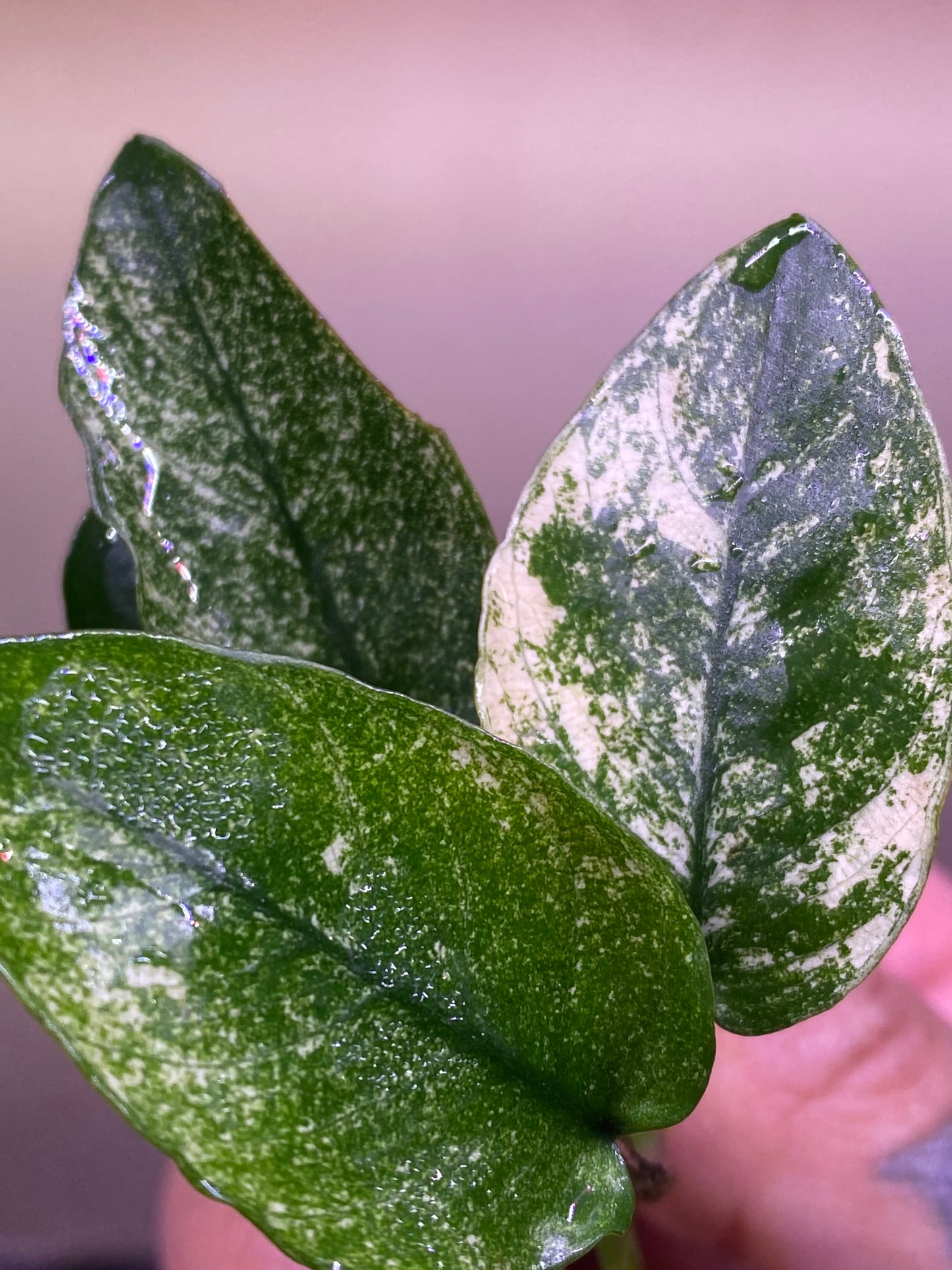 Anubias nana “Pinto”