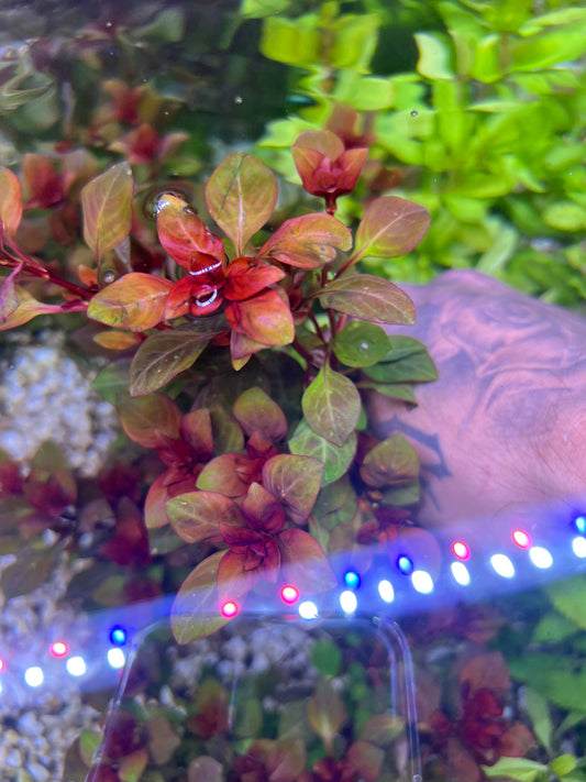 Ludwigia Super Red  "mini"