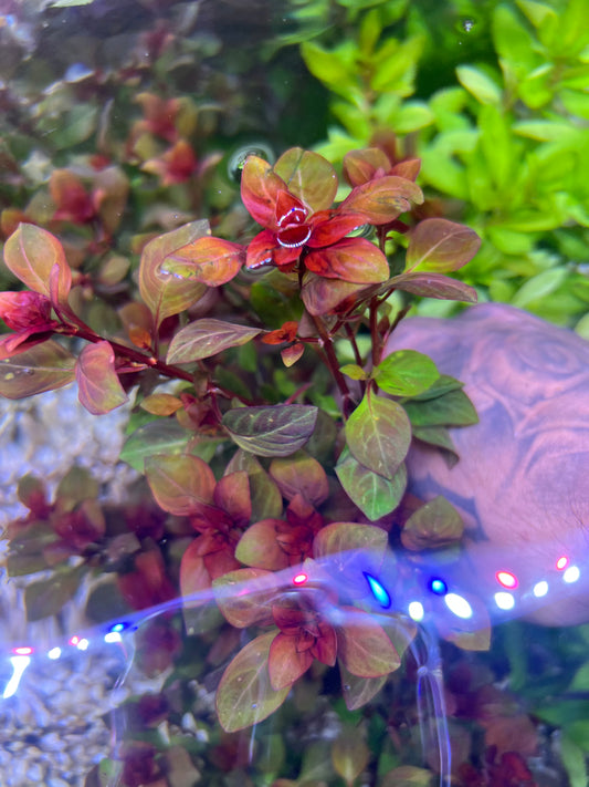 Ludwigia Super Red  "mini"