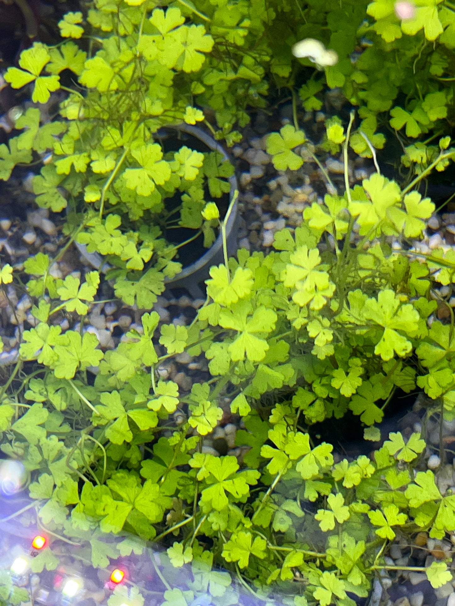 Hydrocotyle japan