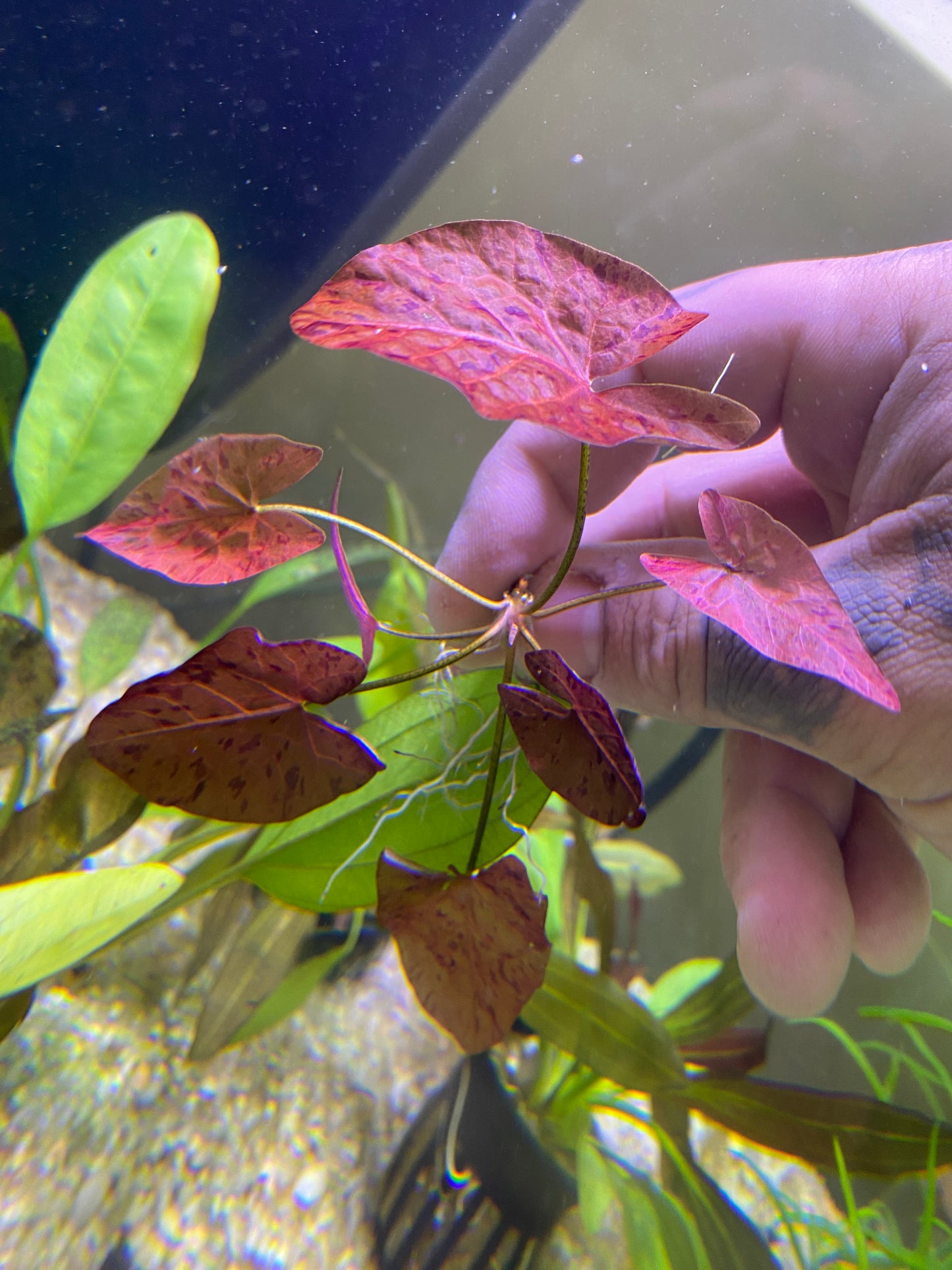 Red Tiger Lotus