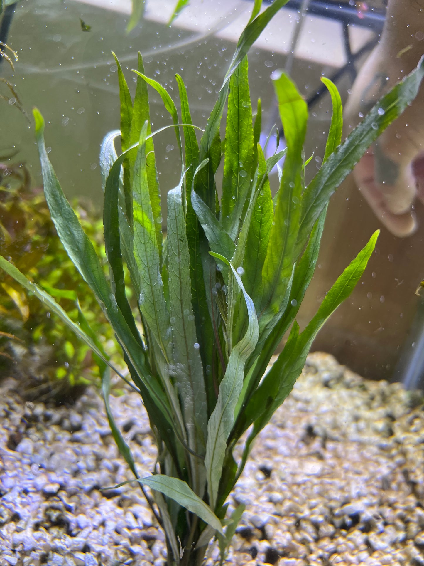 Hygrophilia lacustris