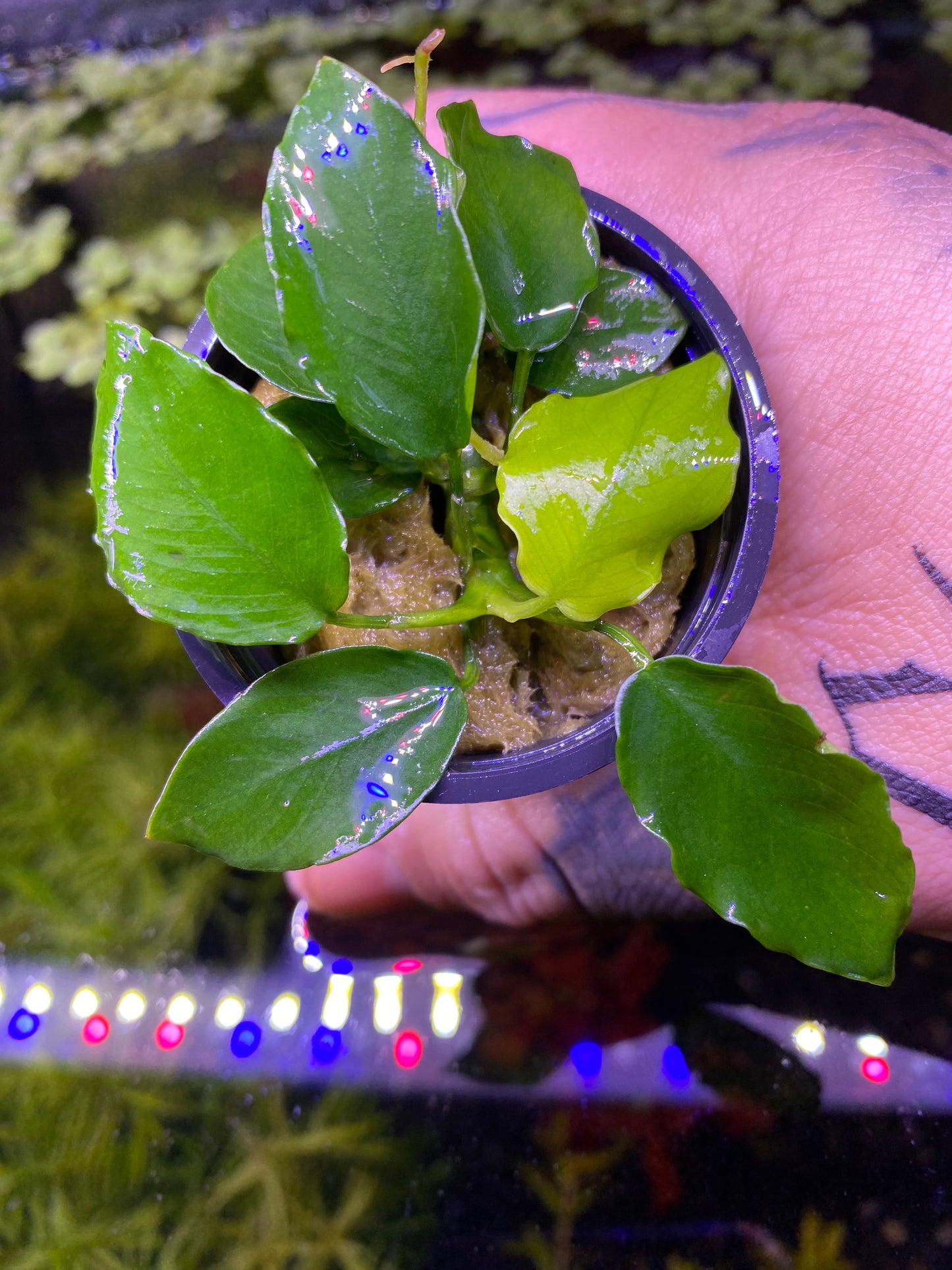 Anubias Nana “ Wavy”