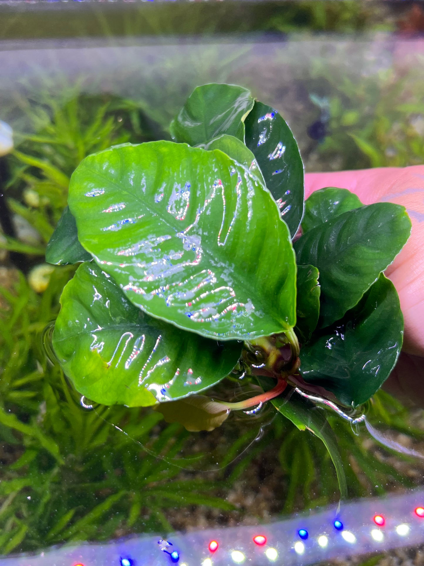 Anubias Coffeefolia