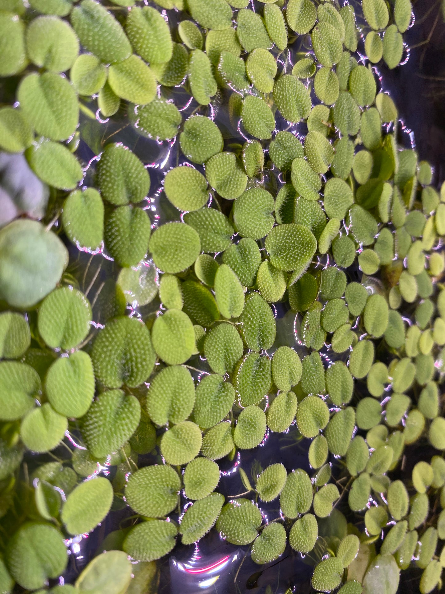 Salivinia Minima Floater