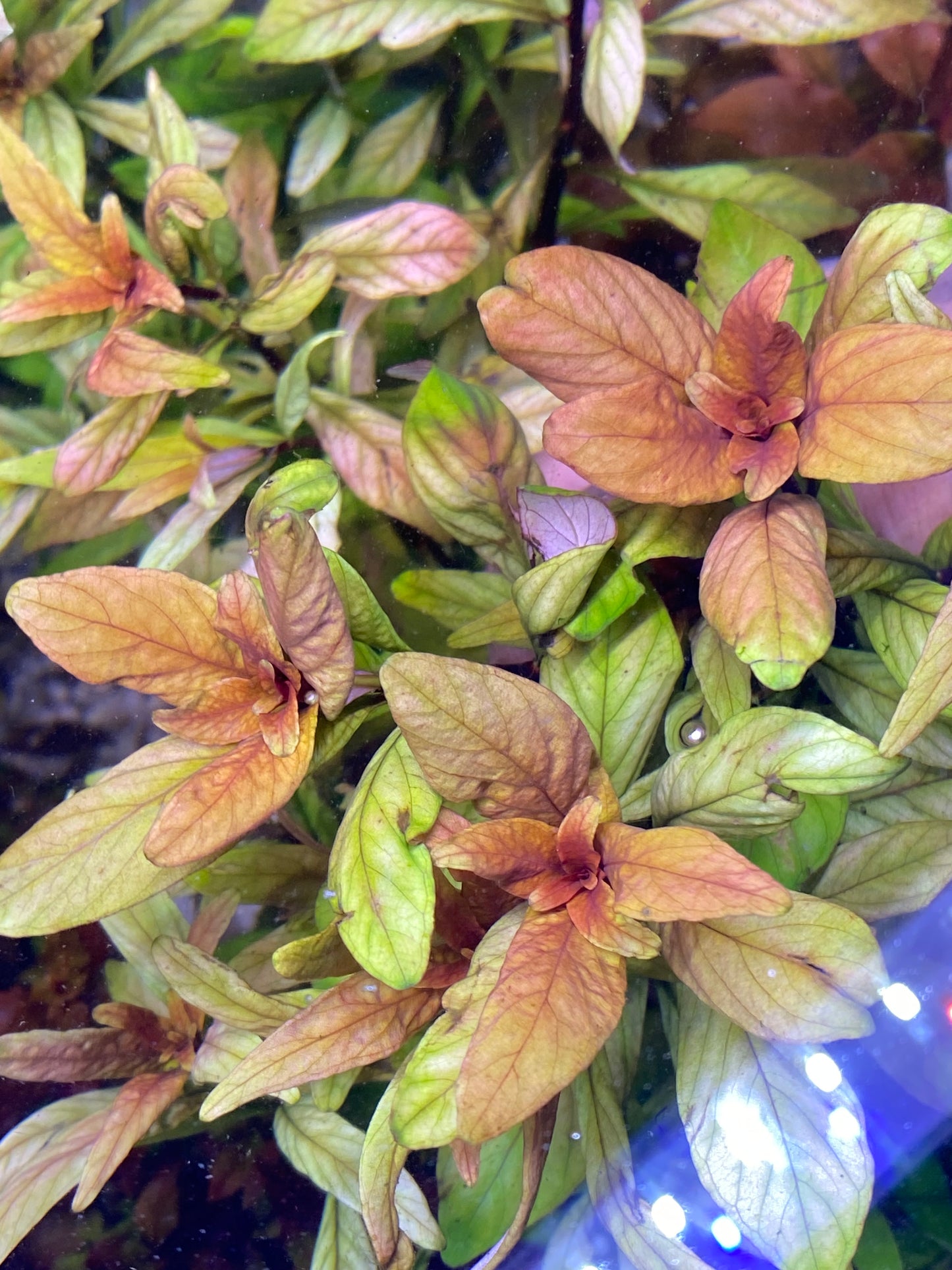 Ludwigia Inclinata “Cuba”