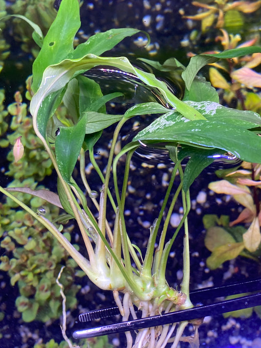 Anubias Minima Variegated