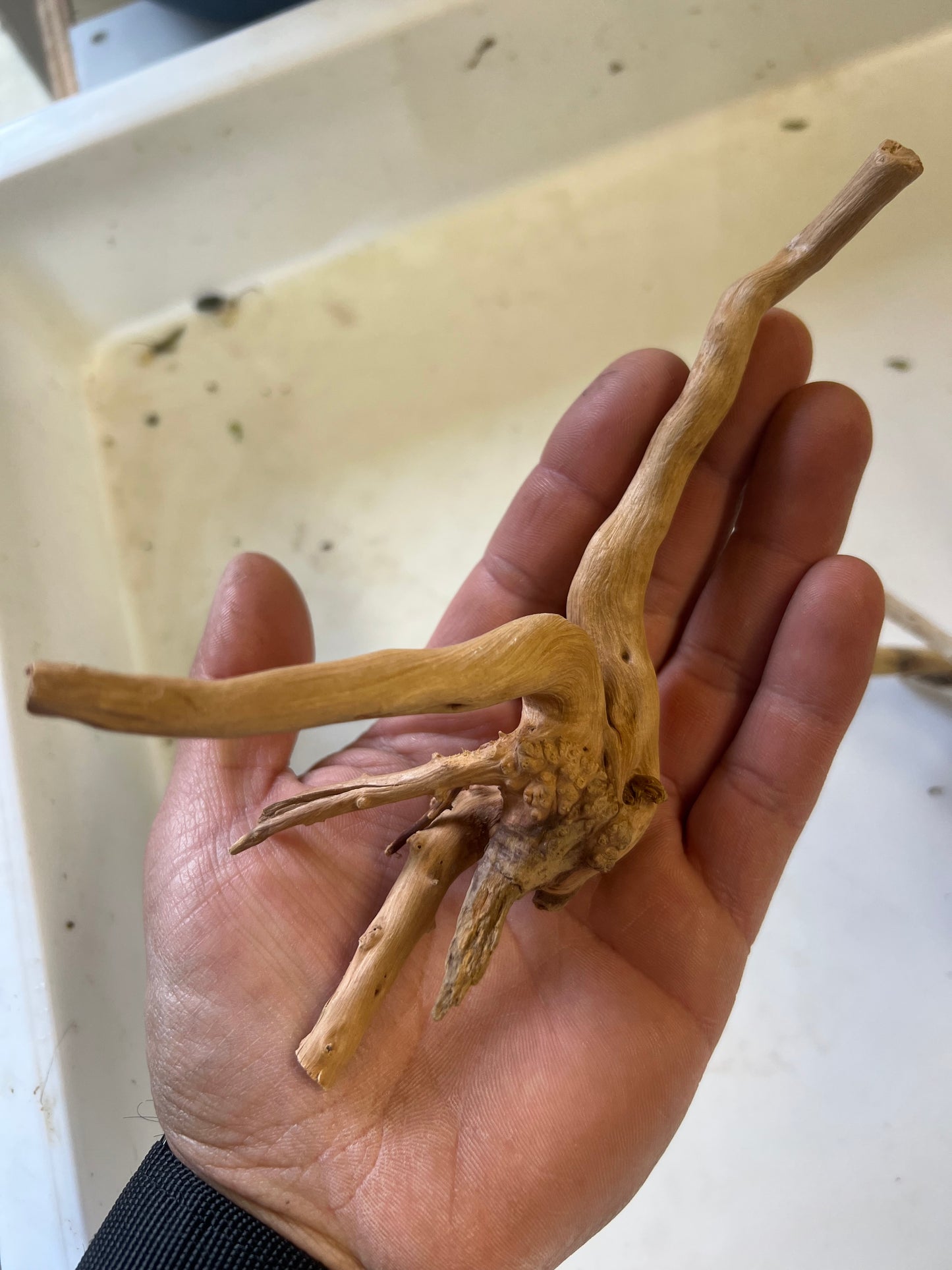 Spider wood