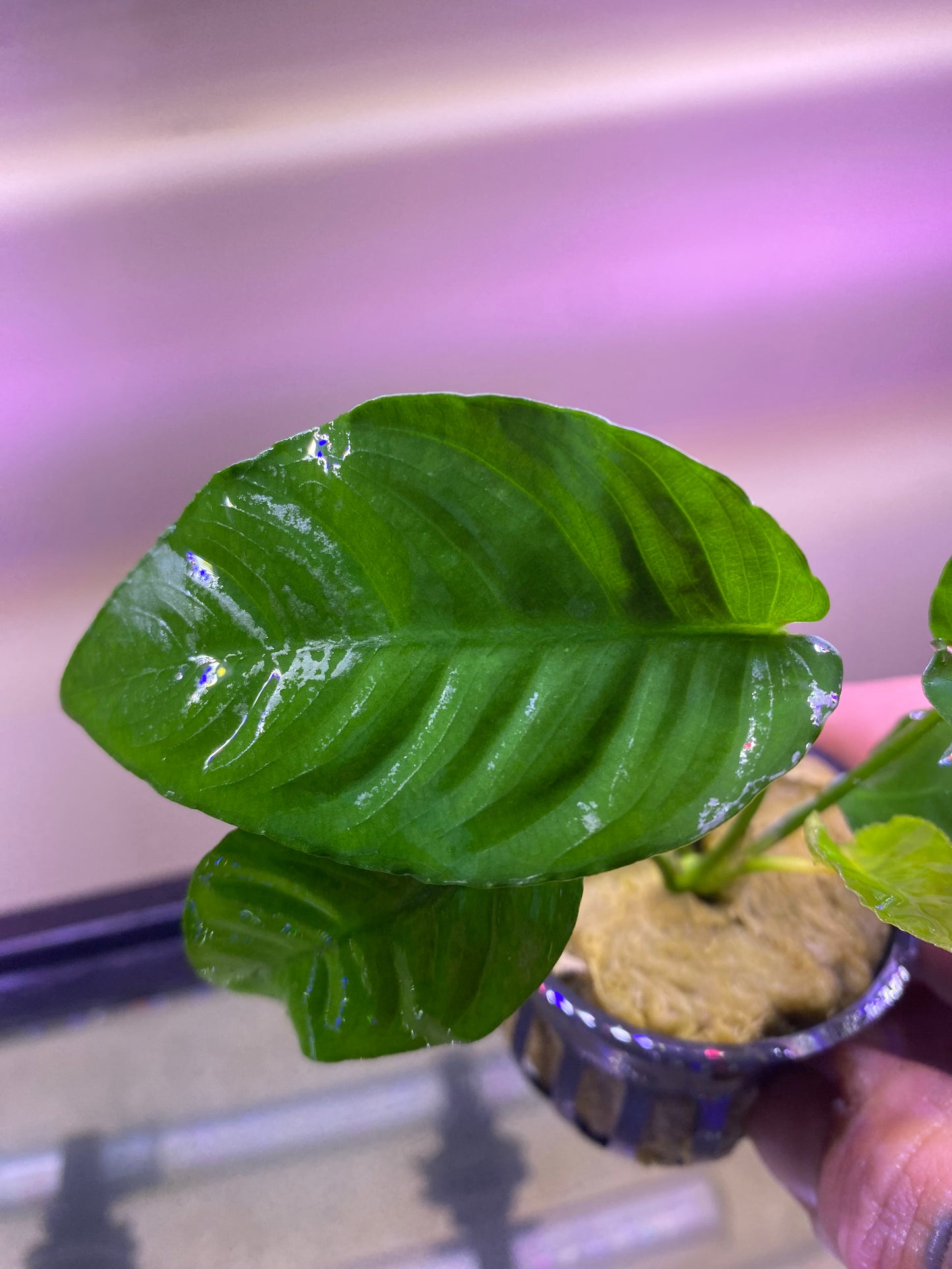 Anubias Barteri “Striped”