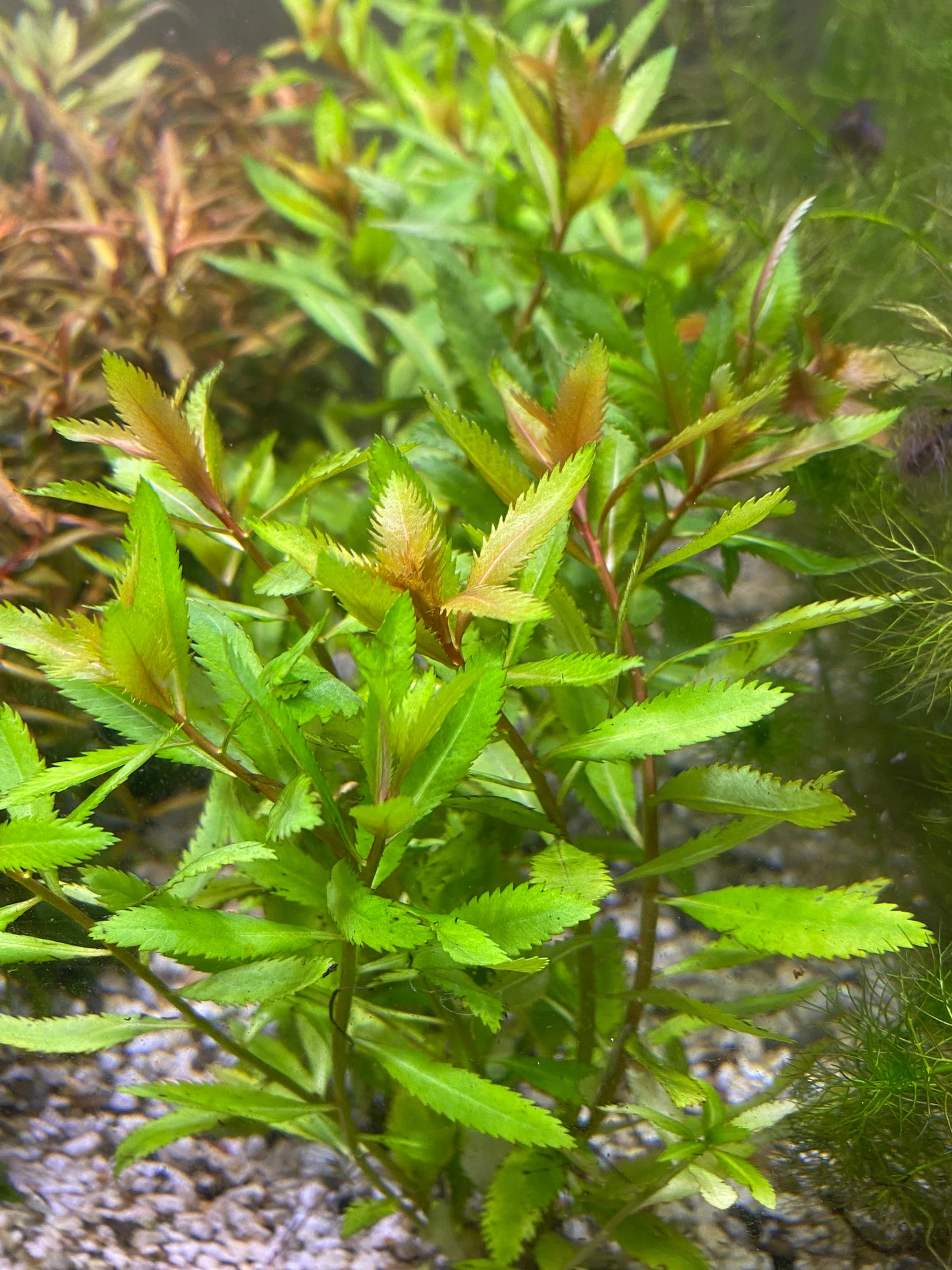 Mermaid Weed