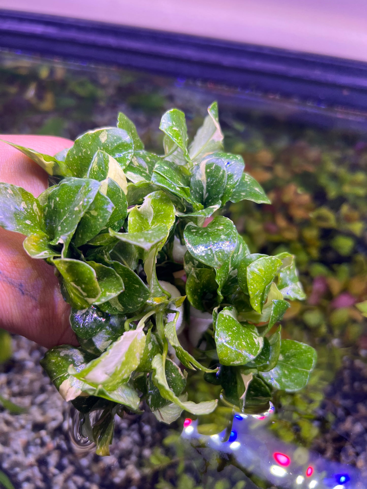 Anubias nana “Pinto”