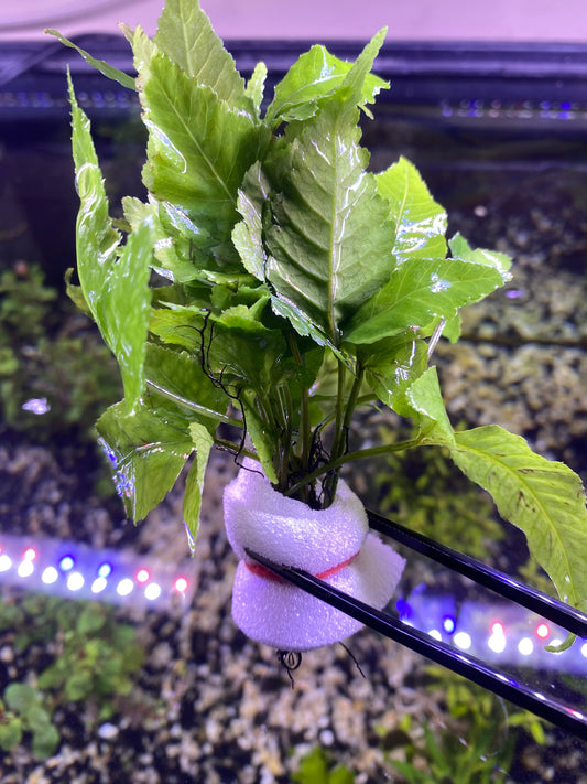 Bolbitis Heteroclita(Asian water fern)