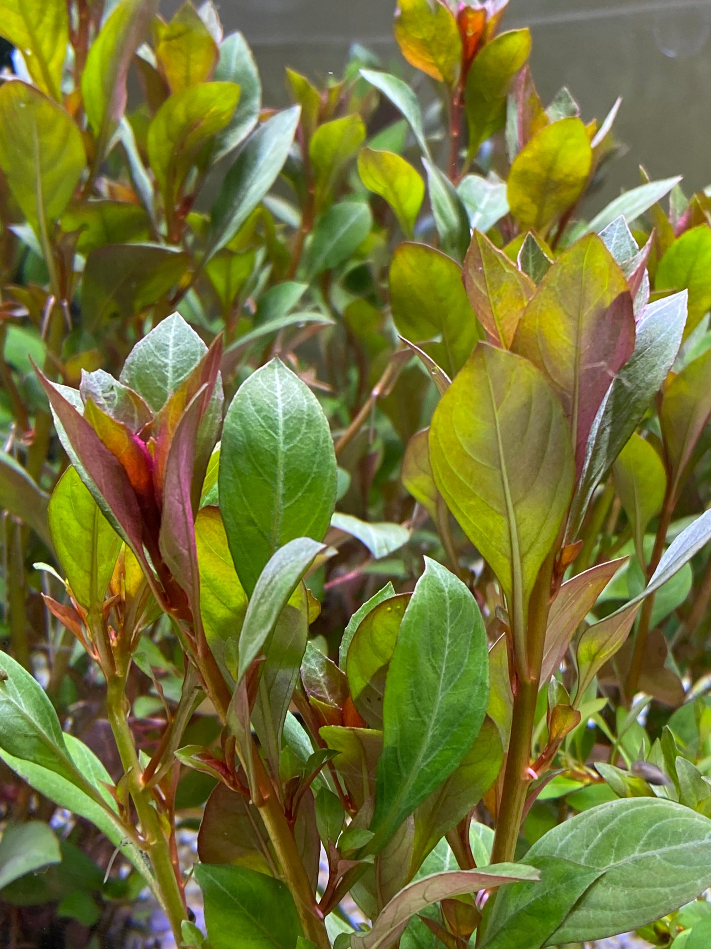 Ludwigia Repens sp.”Dark Red”