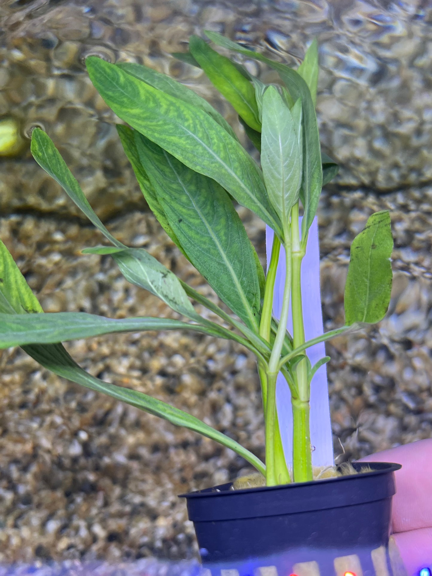 Hygrophila Odora