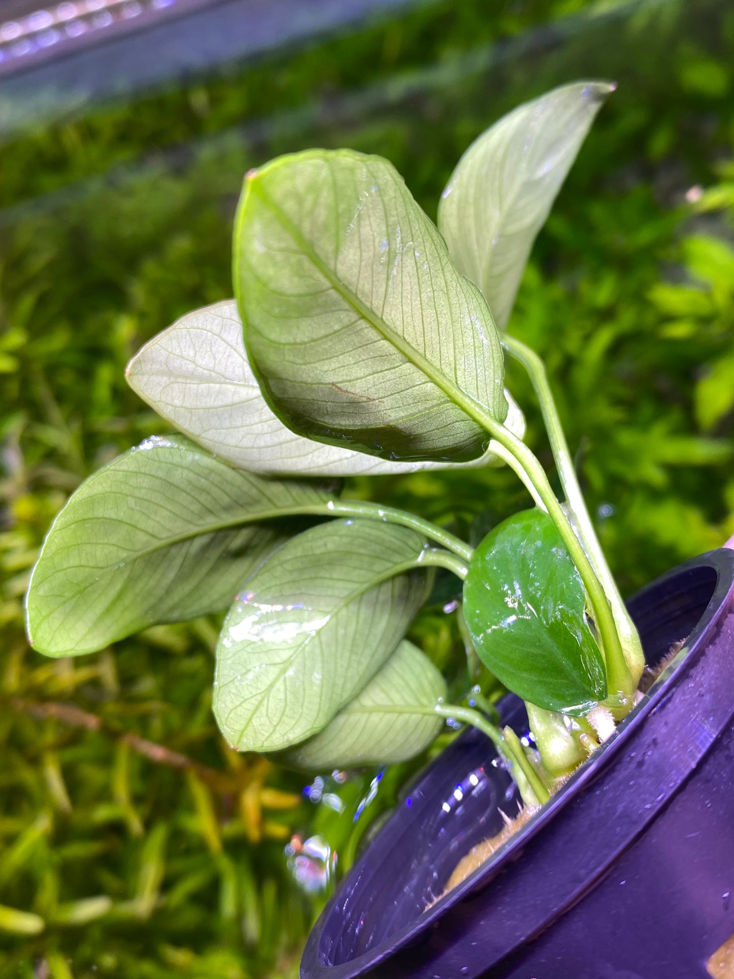 Anubias Nana