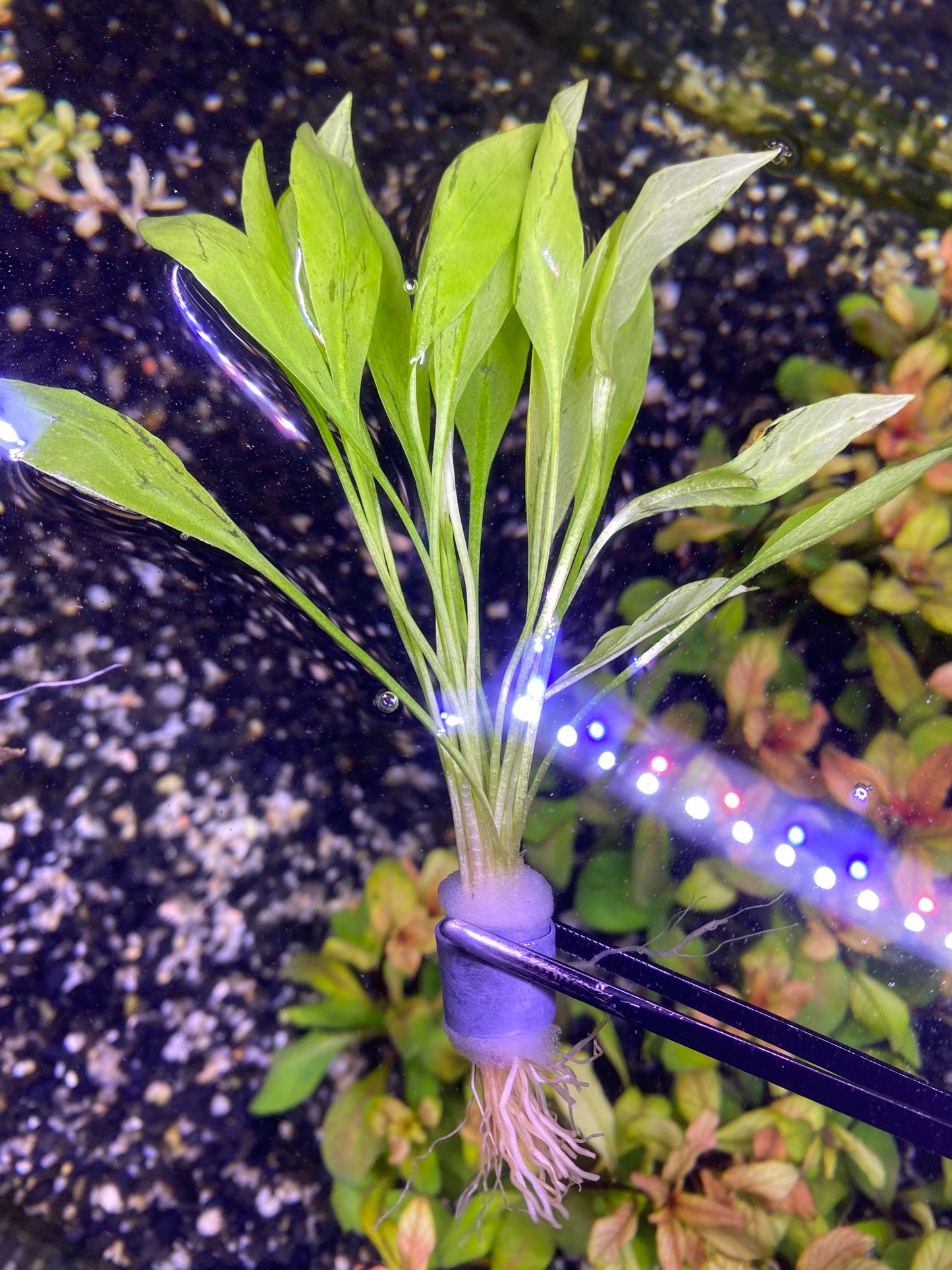 Helanthium ‘Quadricostatus'