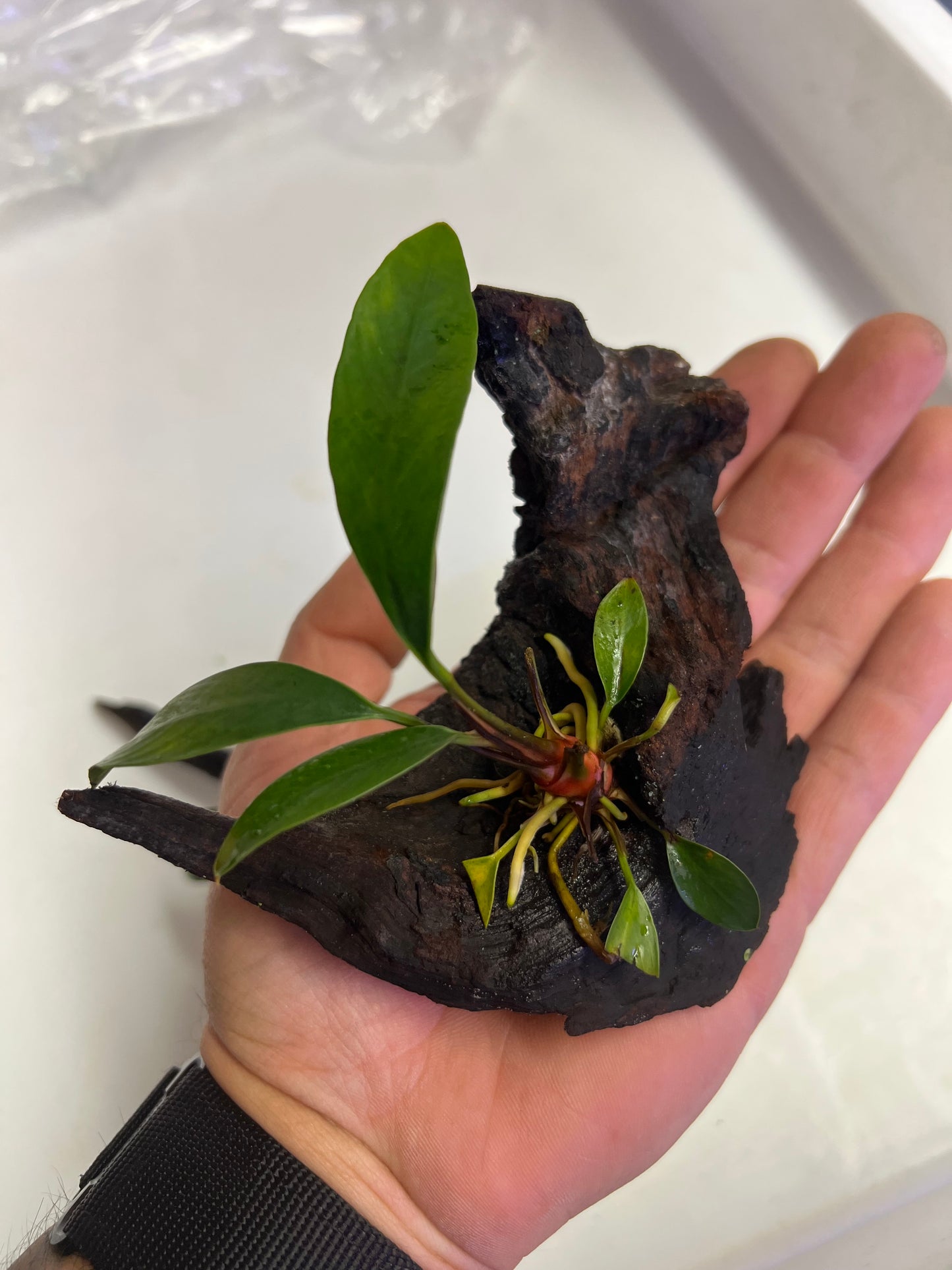 Anubias on driftwood