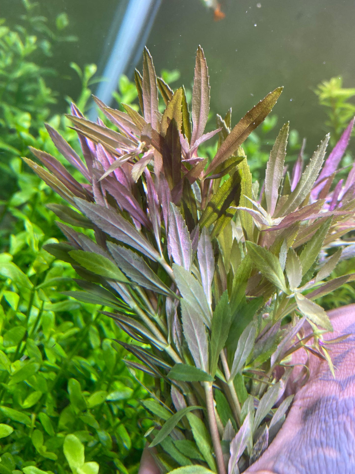 Limnophilia Aromatica