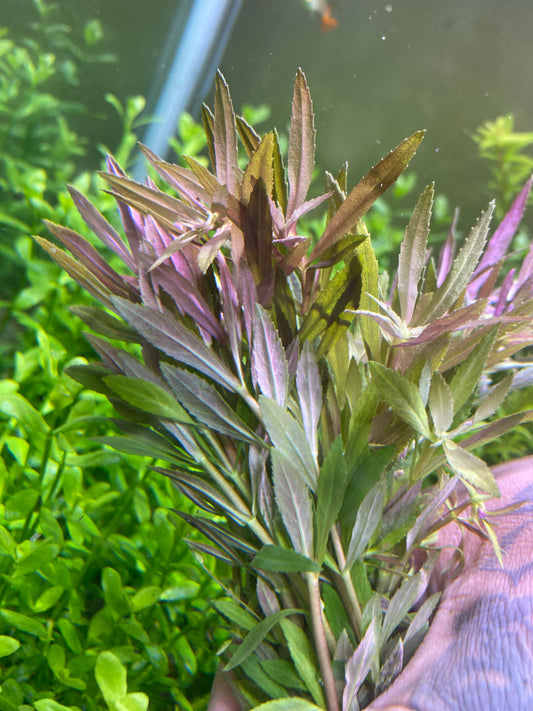 Limnophilia Aromatica