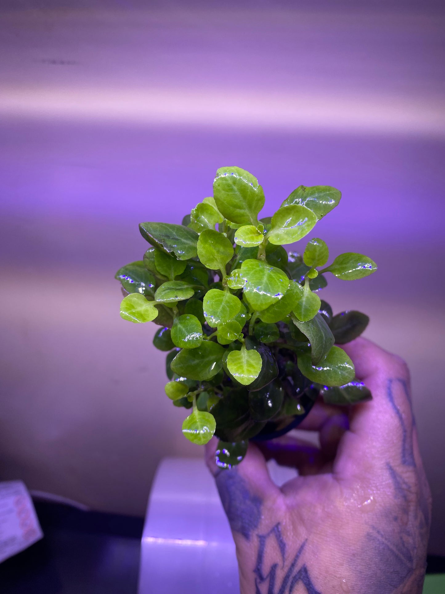 Lobelia Cardinalis (Potted)