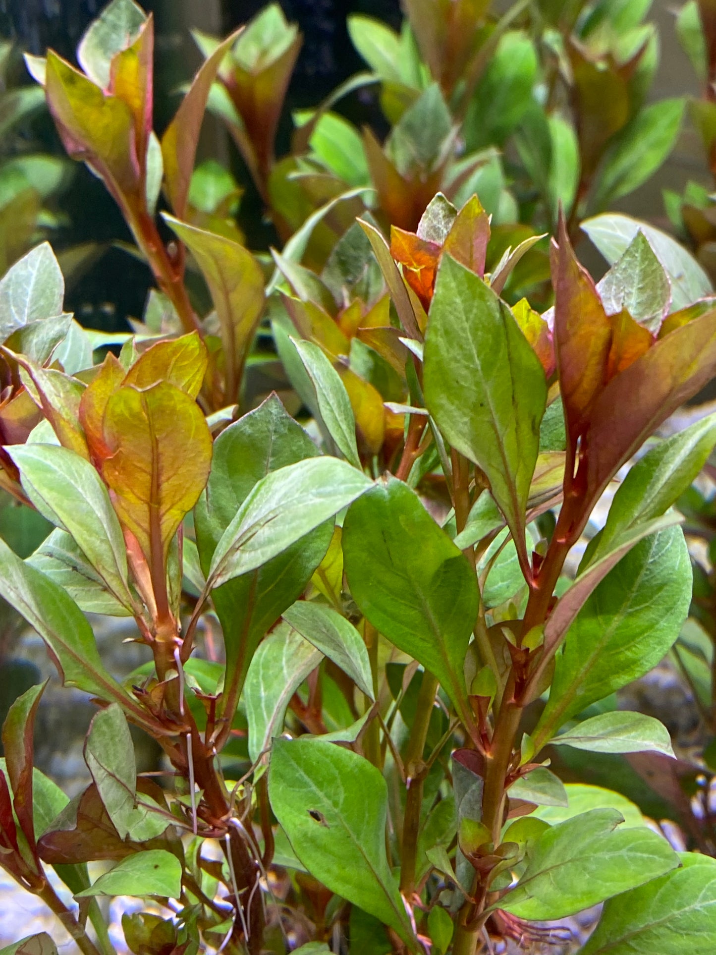 Ludwigia Repens sp.”Dark Red”