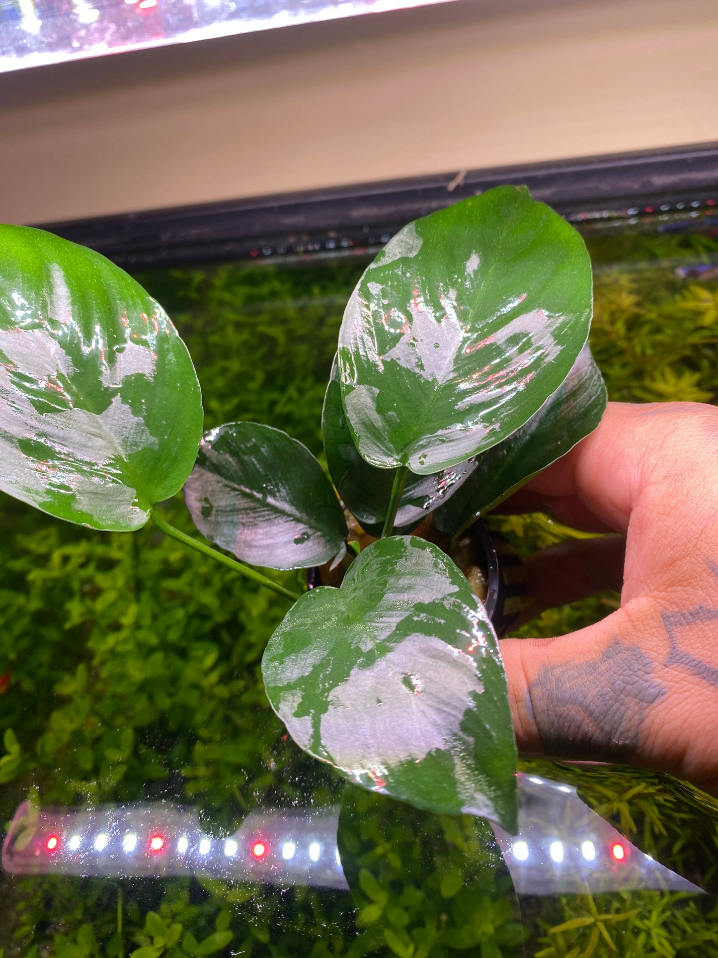 Anubias Barteri Broad Leaf