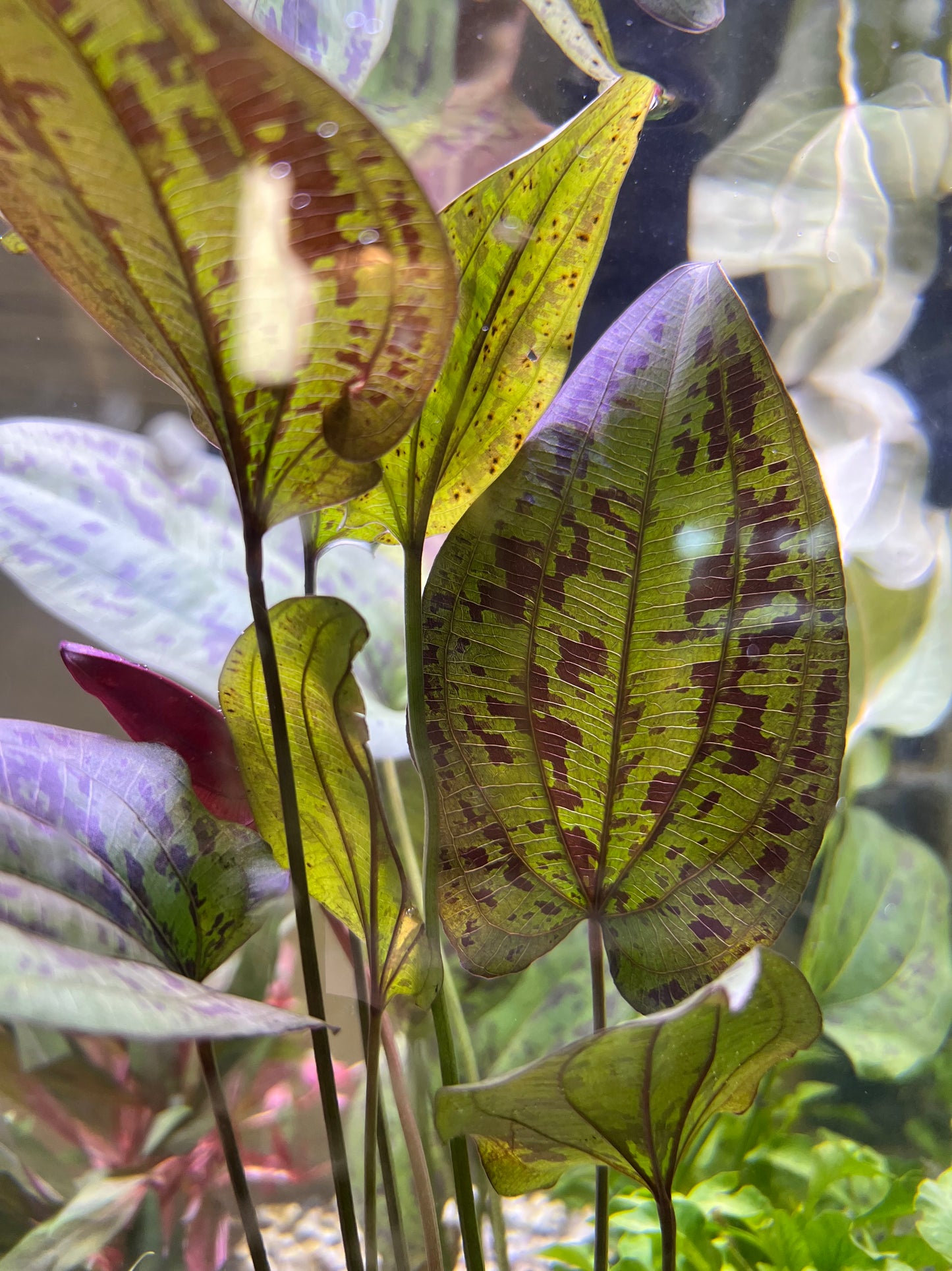 Echinodorus “Stardust”