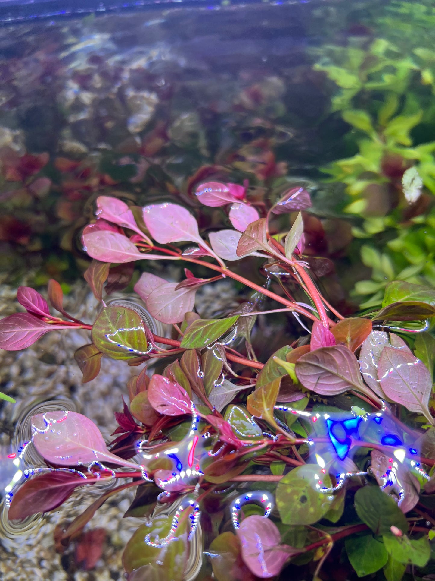Ludwigia Super Red "mini"