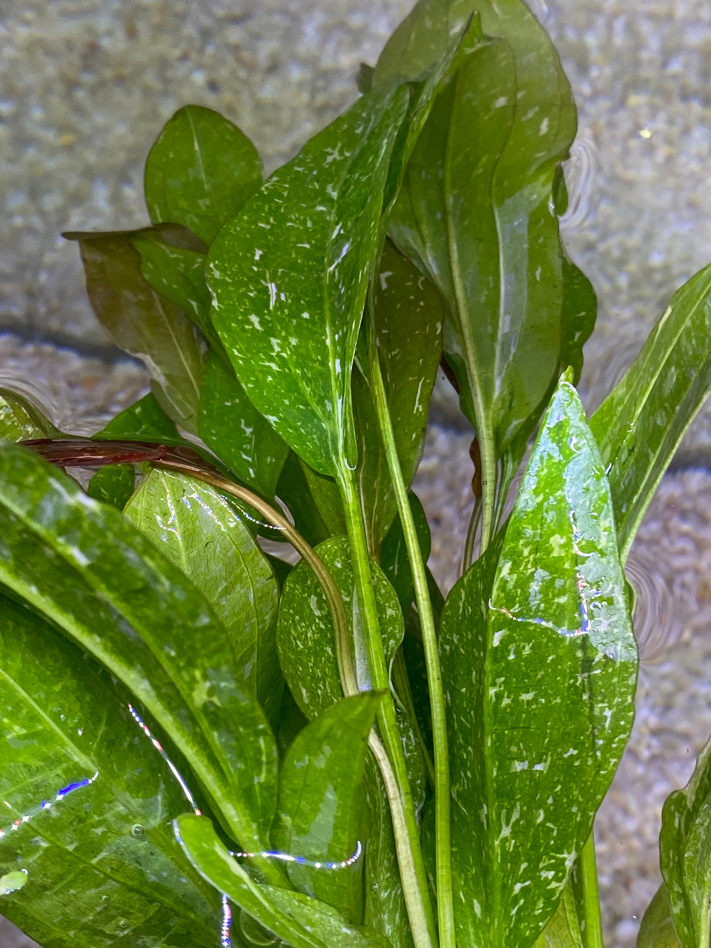 Sparkle Rose Sword (Echinodorus “Rose” Sparkle)