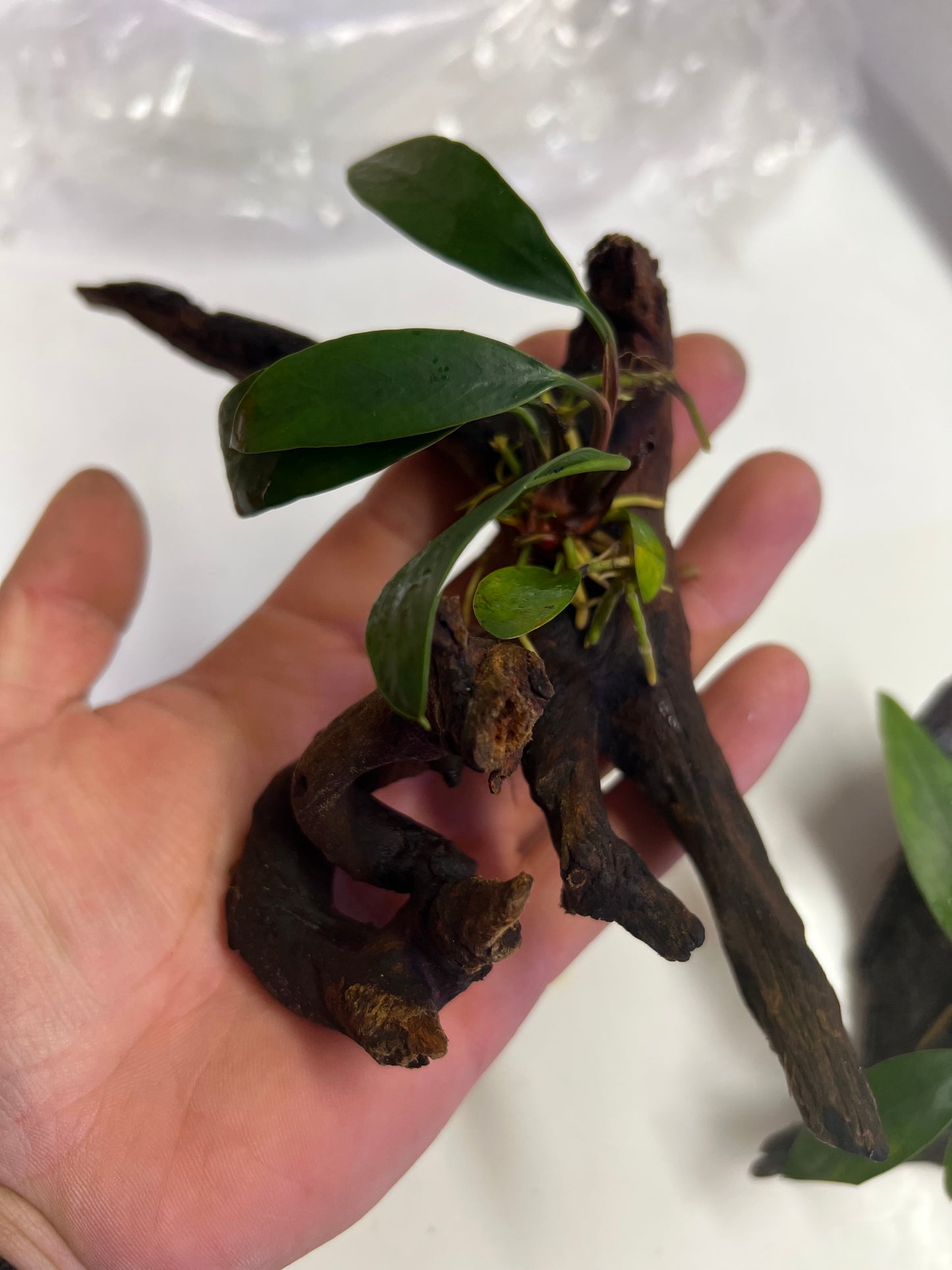 Anubias on driftwood