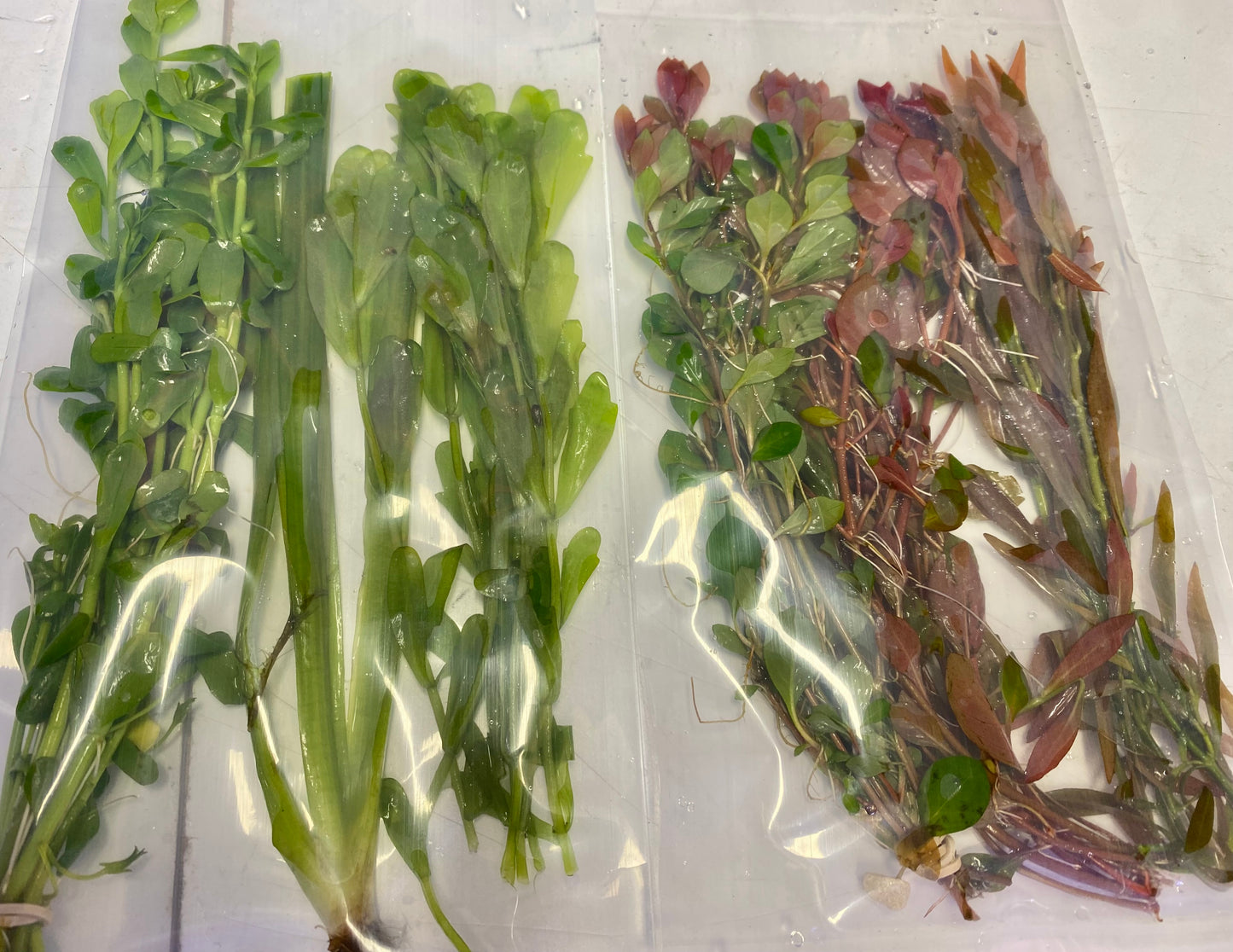 Half and Half Bundle