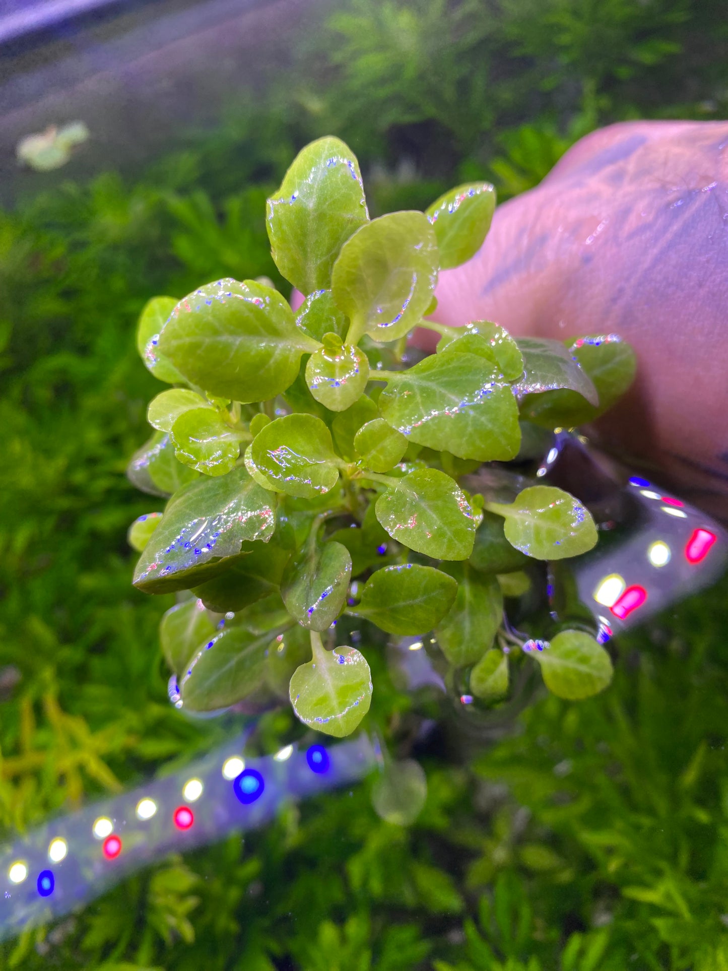 Lobelia Cardinalis (Potted)