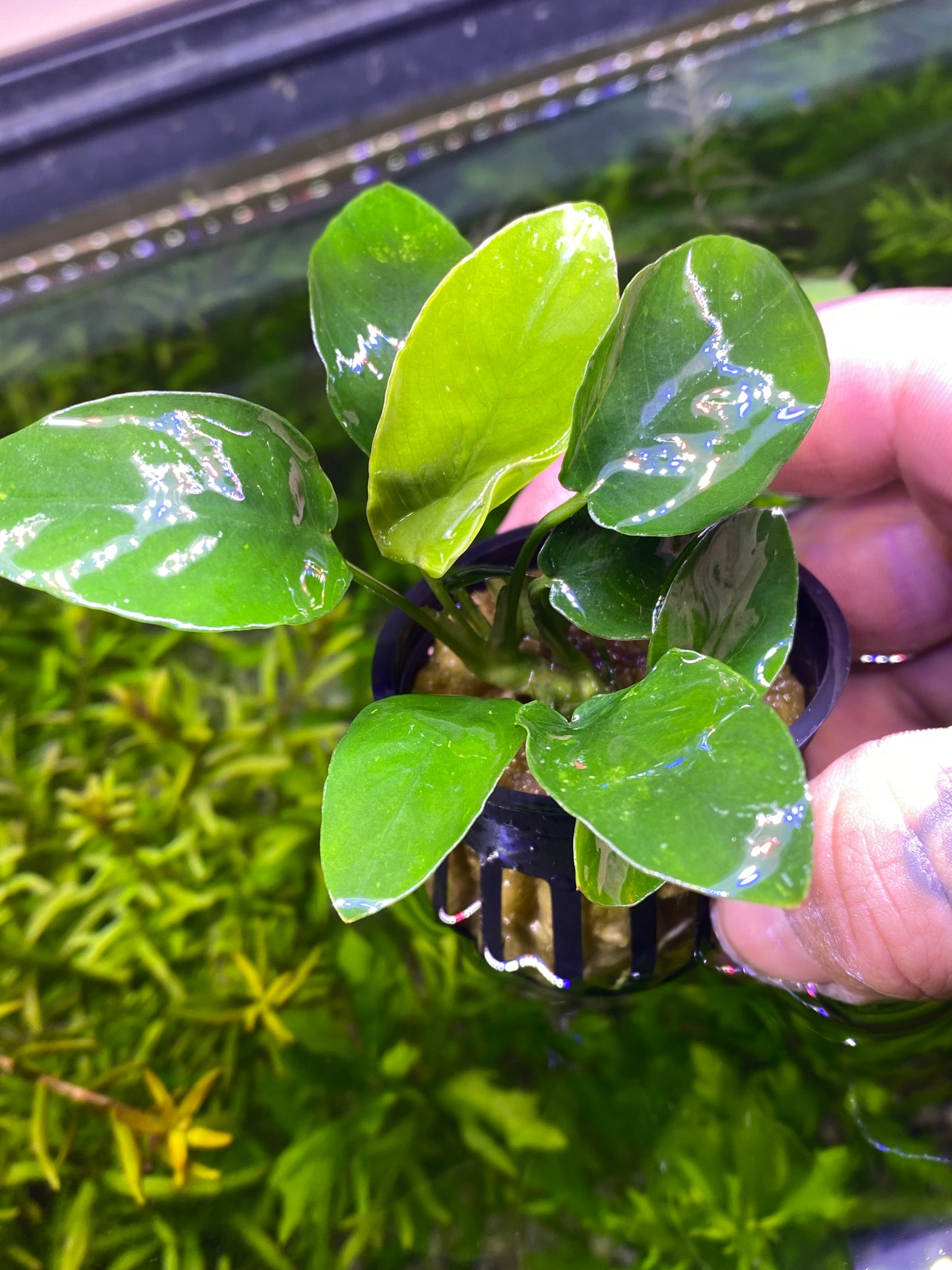 Anubias Nana