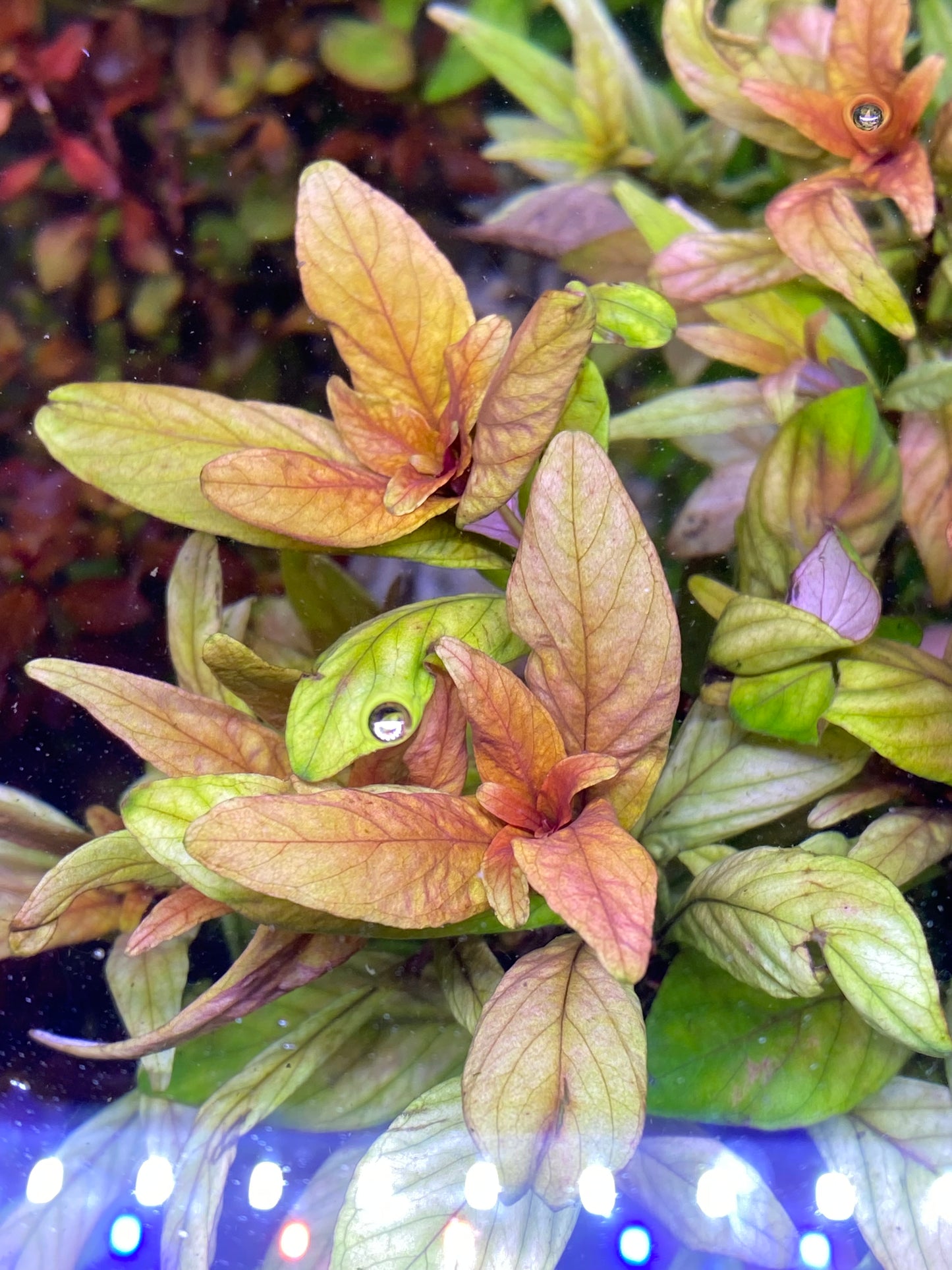 Ludwigia Inclinata “Cuba”